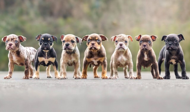 Stunning Exotic pocket bully pups