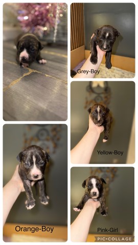 Staff puppies for sale