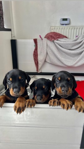 Stunning KC Dobermann Puppies Ready in August 2023