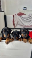 Stunning KC Dobermann Puppies Ready in August 2023 Doberman Pinscher for sale/adoption