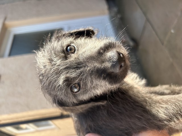 Bedlington whippet puppies