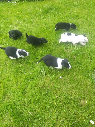 Collie puppy for sale + 37324