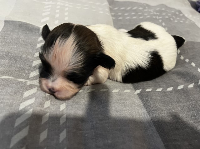 Lhasa Apso puppy for sale + 37199