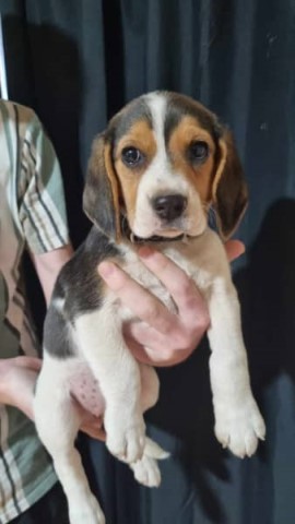 gorgeous beagle puppies ??????