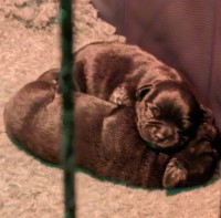 KC Champion Sired Staffordshire Bull terrier Puppies Staffordshire Bull Terrier for sale/adoption