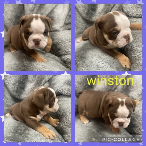 English Bulldog puppy for sale + 37306