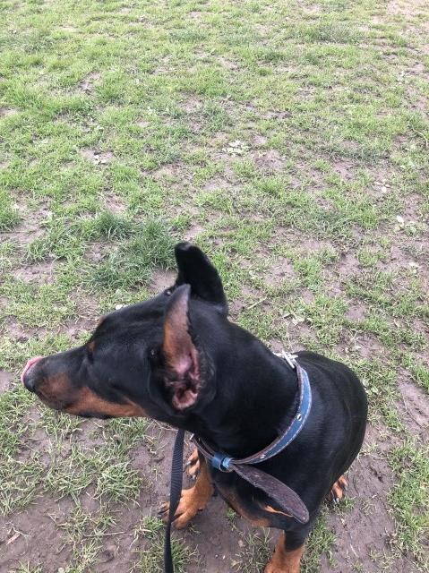 Doberman Pinscher puppy for sale + 37419