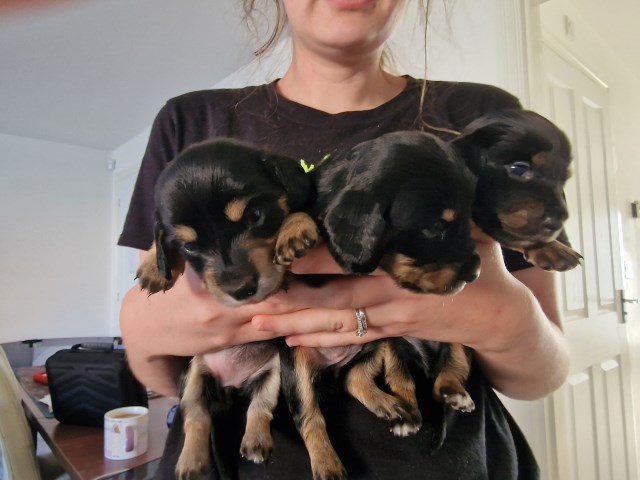 Beautiful minature Dachshund pups