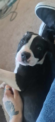 3 month old full staffy looking for a forever home