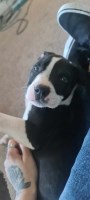 3 month old full staffy looking for a forever home Staffordshire Bull Terrier for sale/adoption