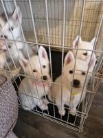Husky puppies for sale litter of 5 pups Siberian Husky for sale/adoption