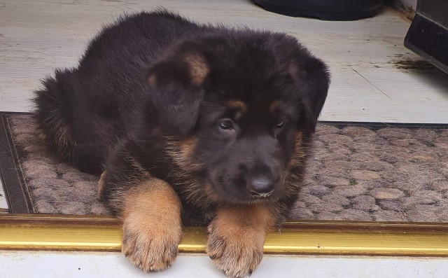 2 rare female German shepherd puppies