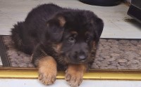 German Shepherd Dog thumbnail