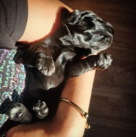 Show Type Litter - Bred by experienced 30+ Year established Kennel - Ready New Year 2025 English Cocker Spaniel for sale/adoption
