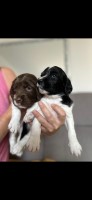 WOW BEAUTIFUL  litter of springer spaniels for sale English Springer Spaniel for sale/adoption