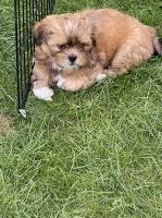 KC REG Champion  Blood Lines Lhasa Apso boy puppy Lhasa Apso for sale/adoption