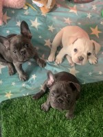 3 beautiful male French bulldogs Pink Carriers French Bulldog for sale/adoption