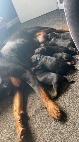 6 chunky Rottweiler puppies for sale