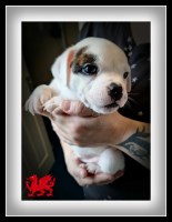 KC Registed Staffordshire bull terrier puppies Staffordshire Bull Terrier for sale/adoption