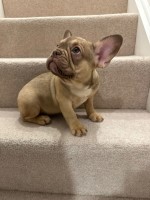 French Bulldog for sale - new shade French Bulldog for sale/adoption