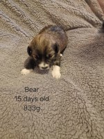 Maltese Bichon Frise Maltese for sale/adoption