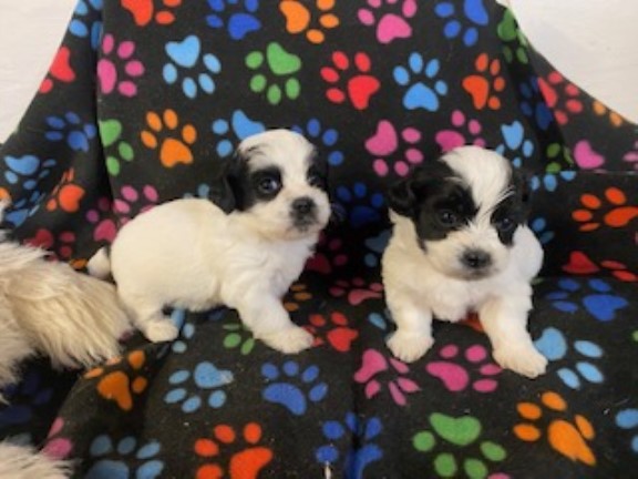 Shih Poo puppy for sale + 37473