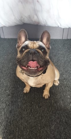 5Year old KC registered Female French bulldog