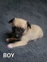 Chihuahua x Jack russell Chihuahua for sale/adoption