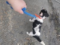 Jack chihuahua tiny Teddy bears Jack Russell Terrier for sale/adoption