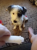 Male and female jack Russell Jack Russell Terrier for sale/adoption