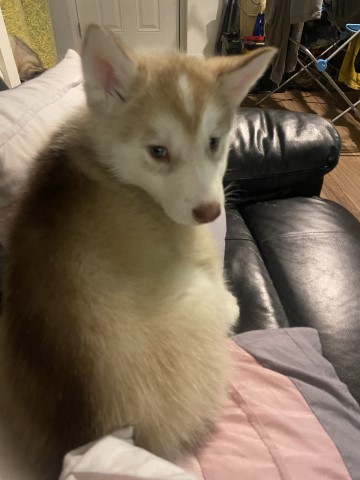 Siberian Husky puppy for sale + 37279