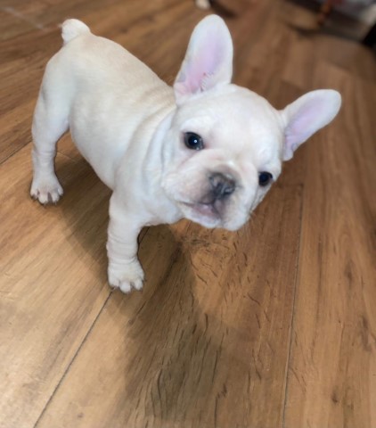 French Bulldog puppy for sale + 37250