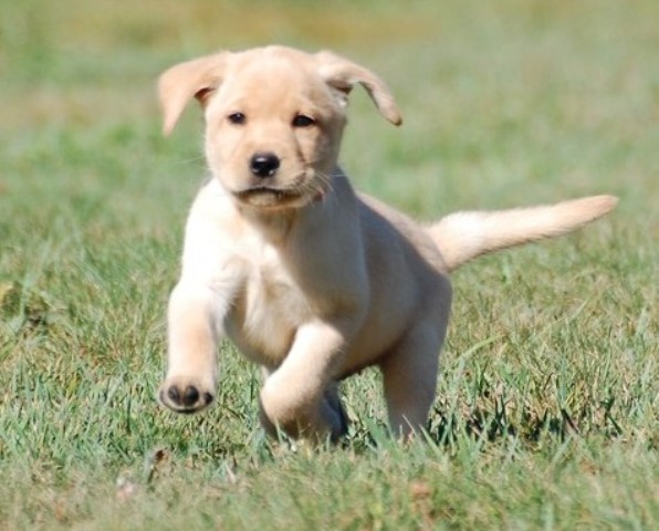 Home Raised Labrador Retriever Puppies For Sale.