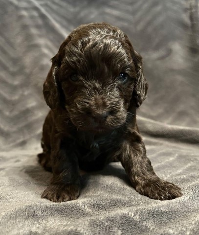 Cockapoo puppy for sale + 37516