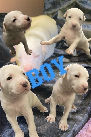 American bulldog pups