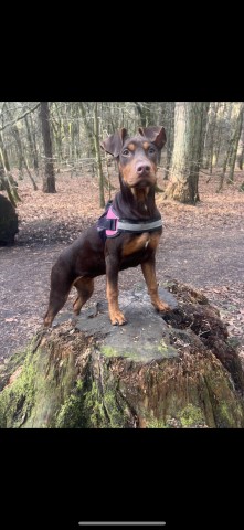 8 month old Doberman x bully female