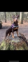 8 month old Doberman x bully female Doberman Pinscher for sale/adoption