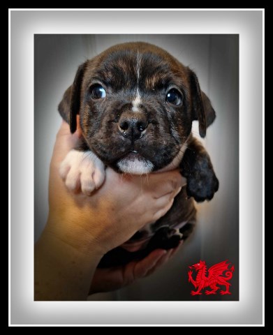 Staffordshire Bull Terrier puppy for sale + 37444