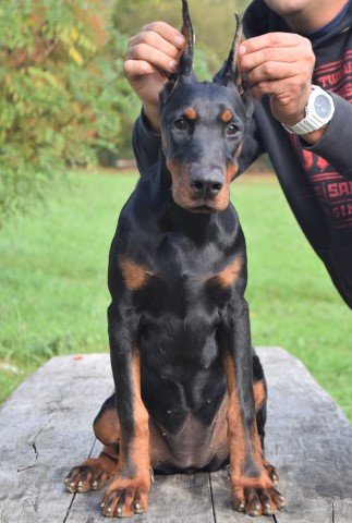 Beautiful European Dobermann Puppy