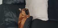 Jack Russell Terrier thumbnail