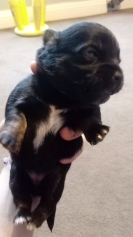 chihuahua puppies for sale male and female