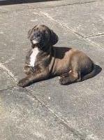 11 week old boodle English Bulldog for sale/adoption