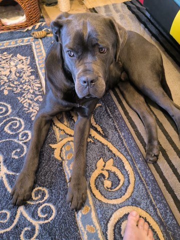 cane corso - very kind-