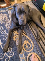 cane corso - very kind- Cane Corso for sale/adoption