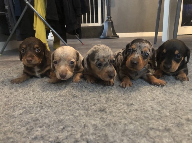 Dachshund puppy for sale + 37464