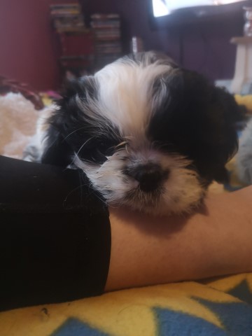 Full Pedigree Shit tzu puppies for sale