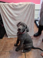K.C registered great Dane puppies Great Dane for sale/adoption
