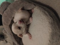 2 x female Shi Tzu x white puppies. £350 each will require a holding deposit  of £50  each Shih Tzu for sale/adoption