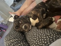 Staffordshire Bull Terrier thumbnail