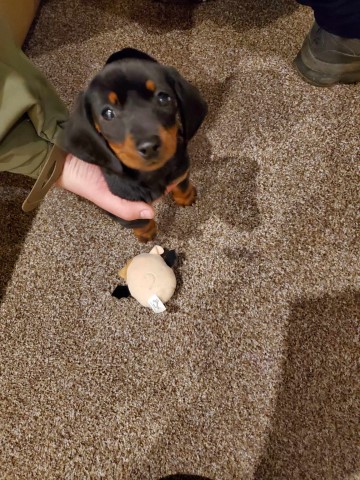 1 Dachshund girl pup 8 weeks old